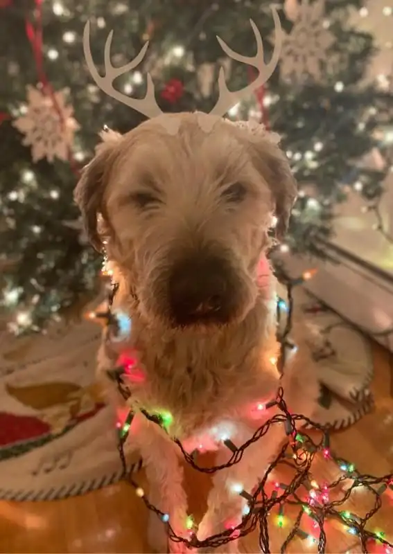 A doodle wrapped in strings of Christmas lights
