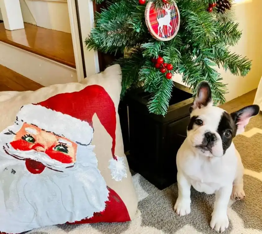 A French bulldog puppy beside a Santa pillow and a small tree