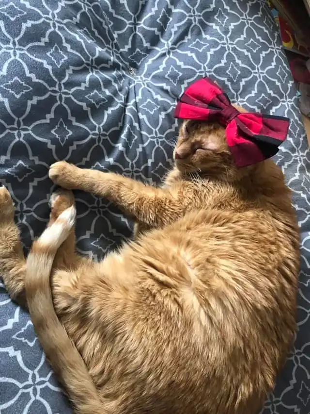 An orange cat lying on a quilt wearing a red bow