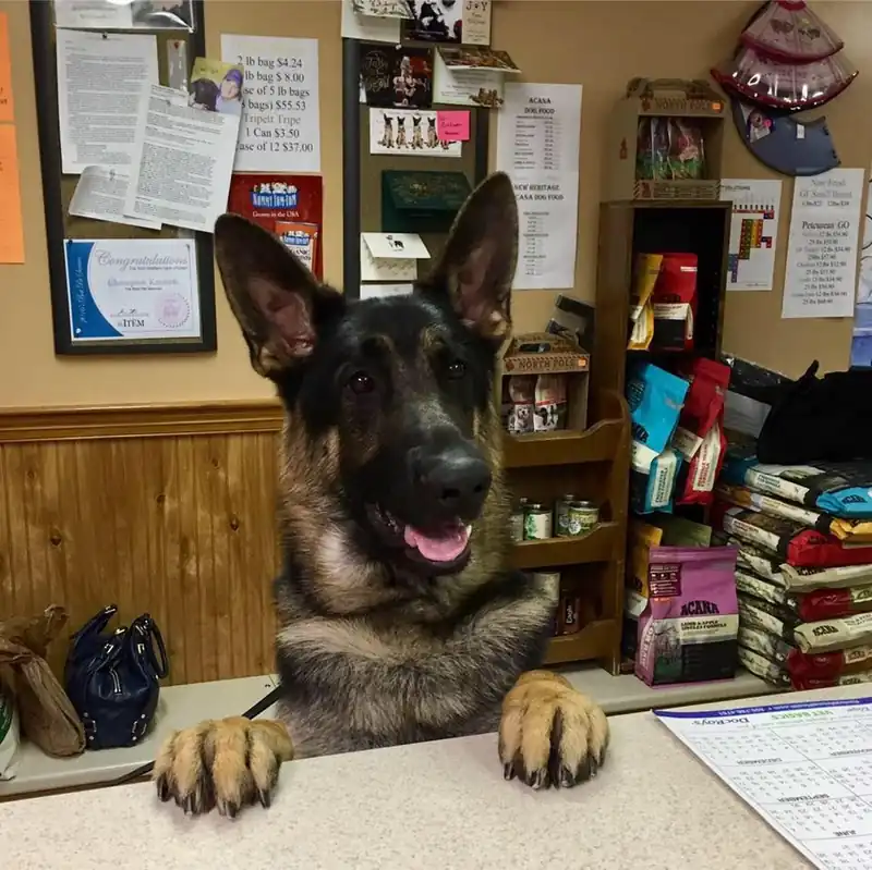 A German shepherd standing with its front paws on the Champion front-desk counter, shelves of treats and supplies behind