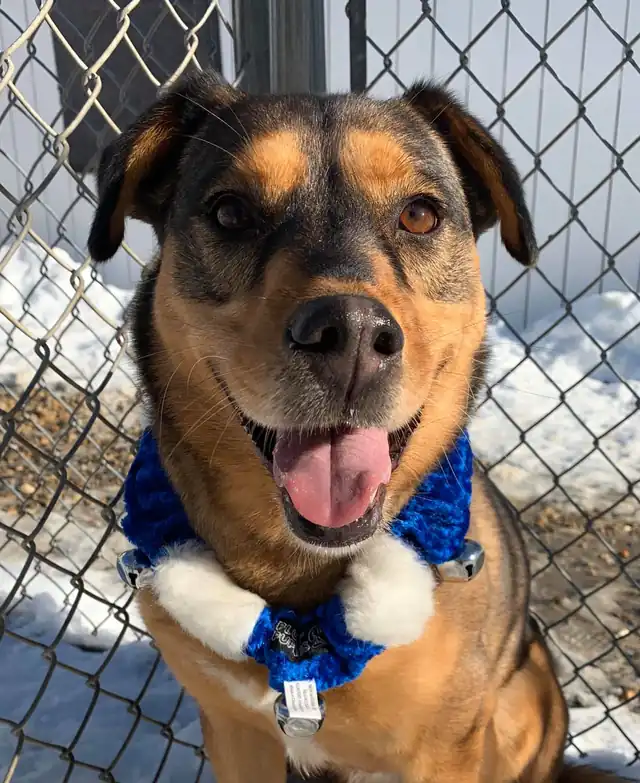 A shepherd mix in a blue bandana grinning at a chain-link run, snow behind