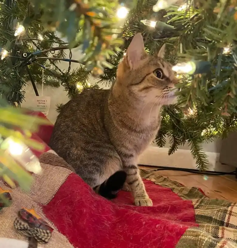 A tabby cat sitting under a lit Christmas tree