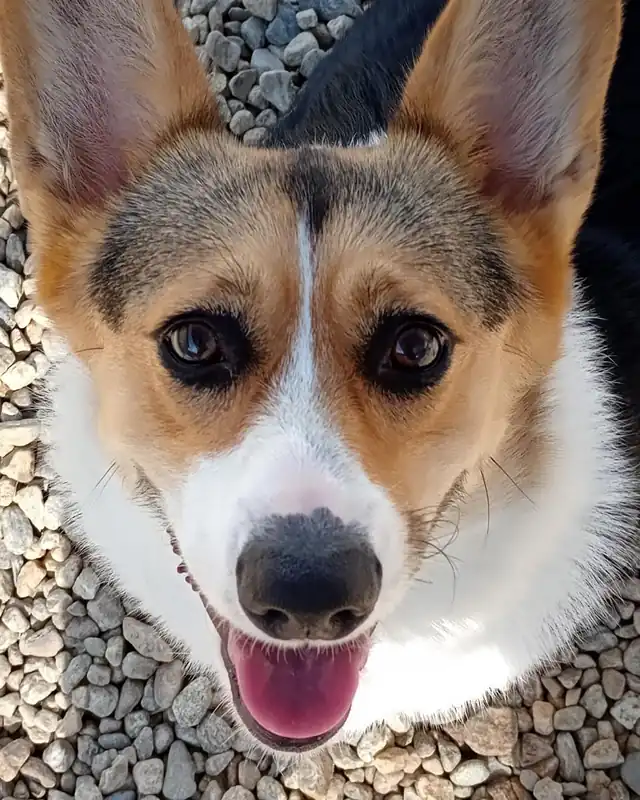 A tricolor corgi grinning up at the camera from the gravel