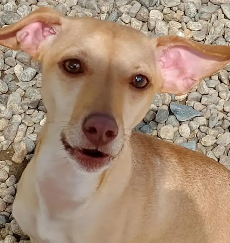 A tan short-haired dog with tall pink-lined ears