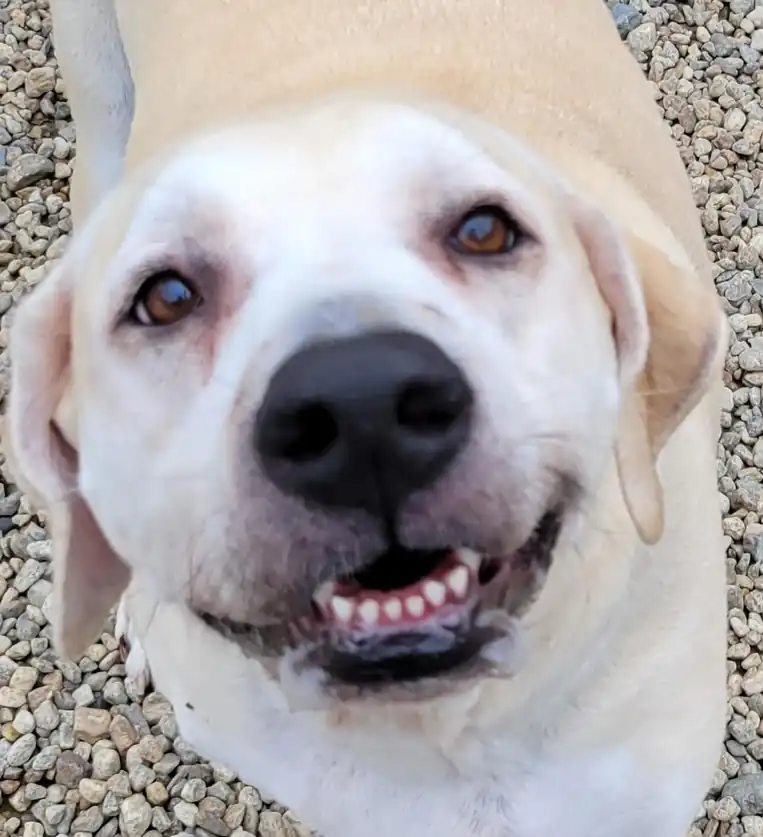 A white Labrador smiling with its mouth open