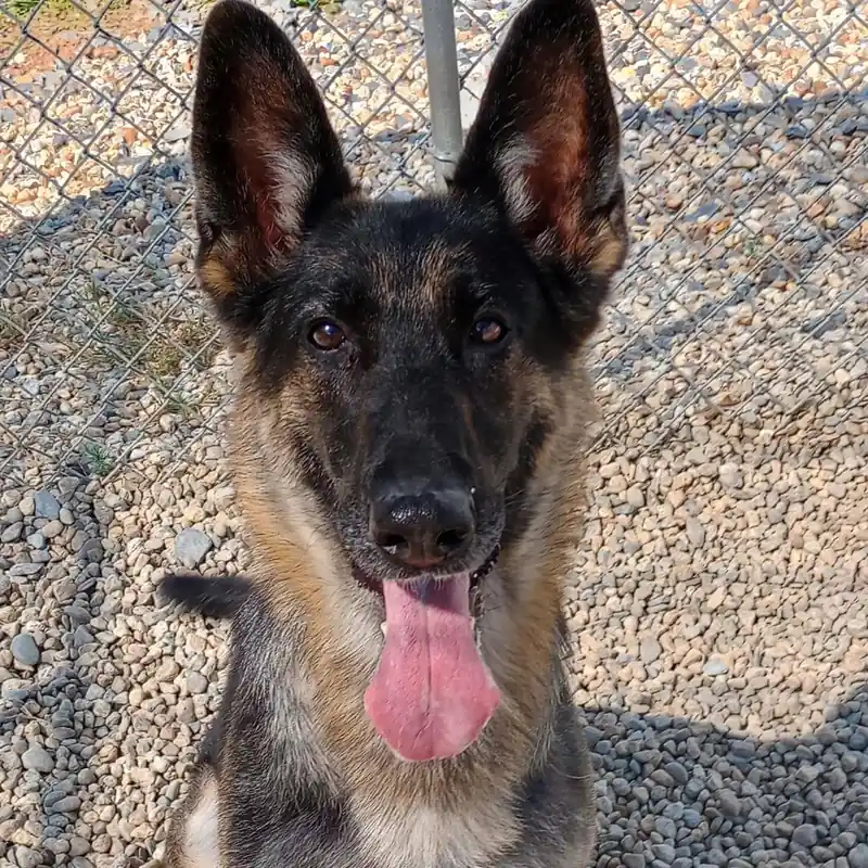 A German shepherd on the gravel in front of a chain-link run