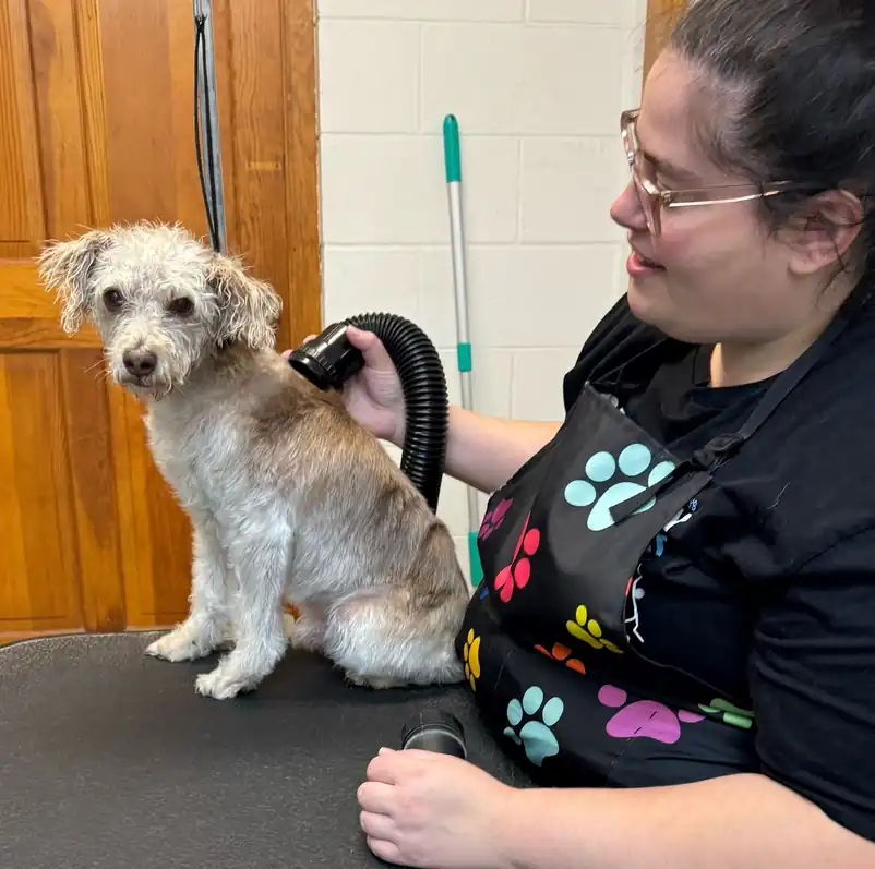 A Champion groomer blow-drying a small shaggy dog on the grooming table