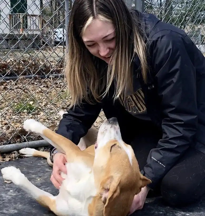 A team member giving a hound a belly rub in an outdoor run