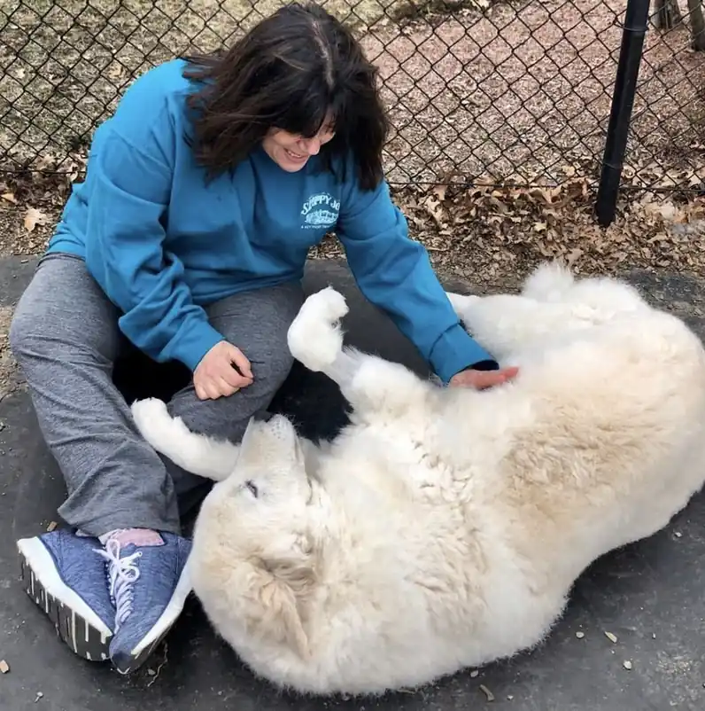 A Champion team member sitting on the run floor rubbing the belly of a big white Great Pyrenees