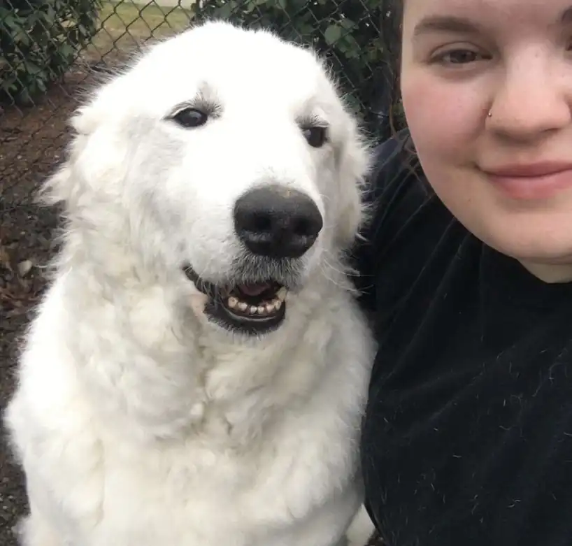 A team member cheek to cheek with a white Great Pyrenees at a chain-link run