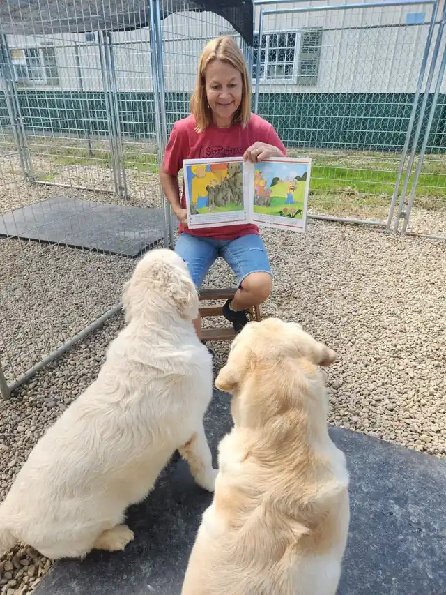 A Champion team member sitting in an outdoor run reading a picture book to two golden retriever puppies