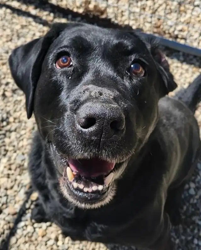 A black Labrador looking up from the gravel with a wide grin