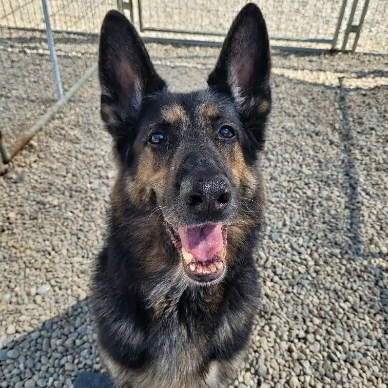 A German shepherd with a wide grin standing in the gravel yard by the kennel runs