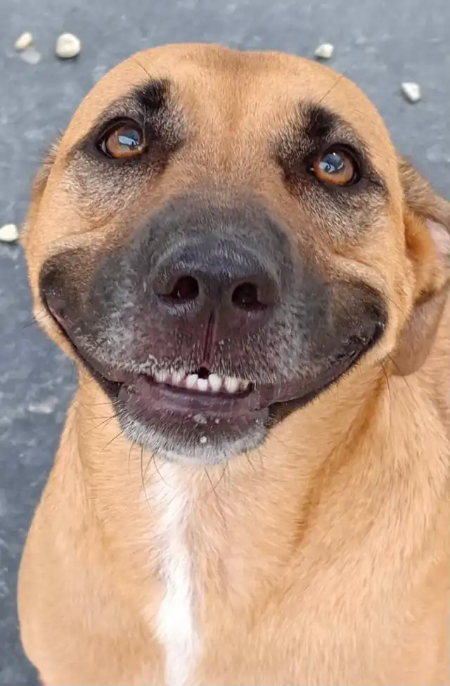 A tan dog with a white chest smiling widely