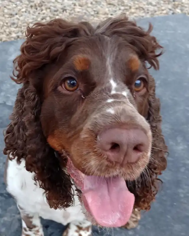 A liver and white springer spaniel with curly ears, tongue out
