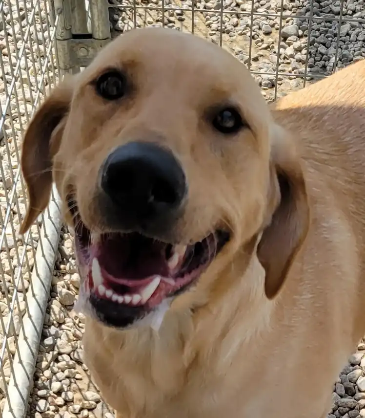 A yellow Labrador smiling up at the camera beside a kennel fence